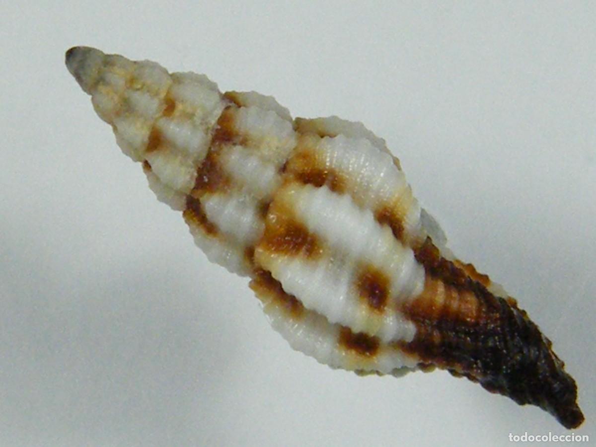 Coleccionismo de moluscos: #34112 Latirus walkeri. Australia. - Foto 4