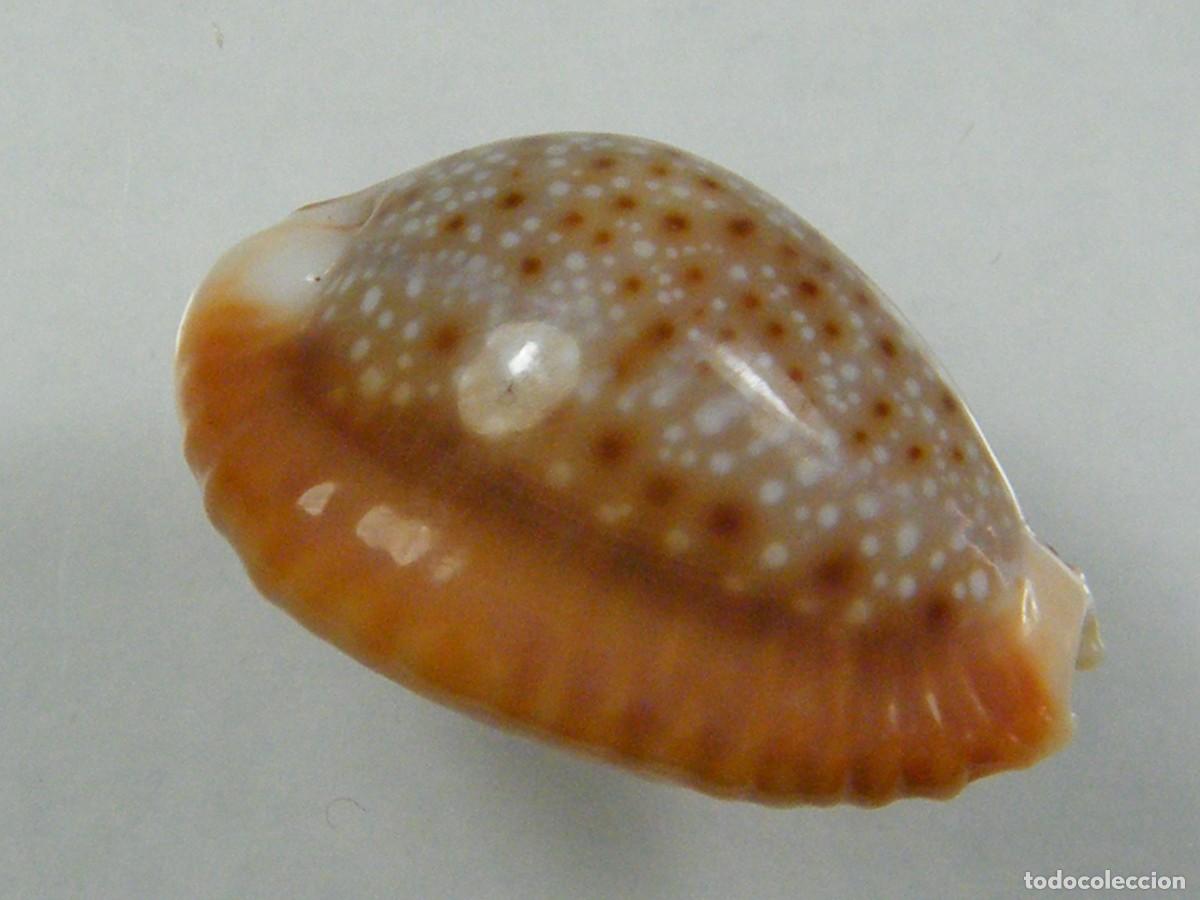 Coleccionismo de moluscos: #34154 Cypraea bellatrix. Islas Marquesas. - Foto 1