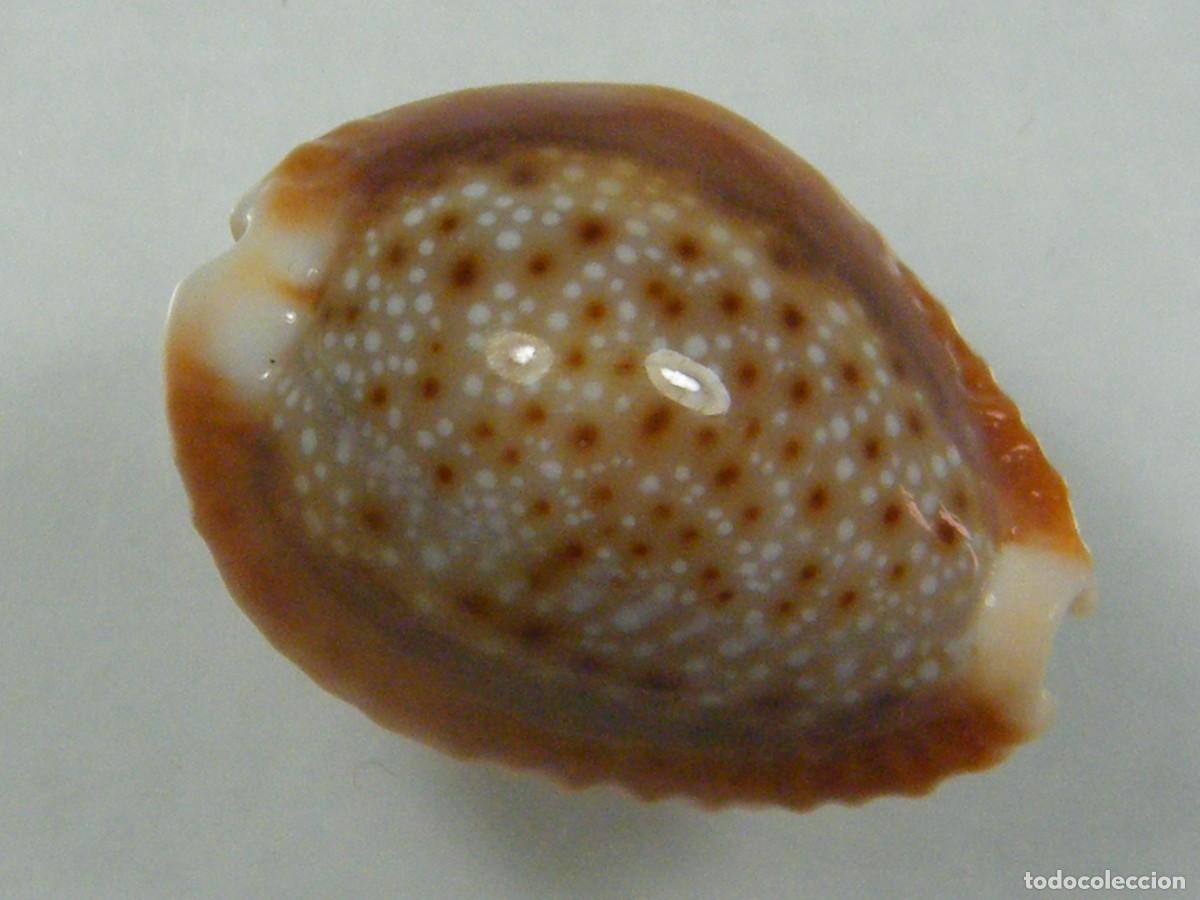 Coleccionismo de moluscos: #34154 Cypraea bellatrix. Islas Marquesas. - Foto 2
