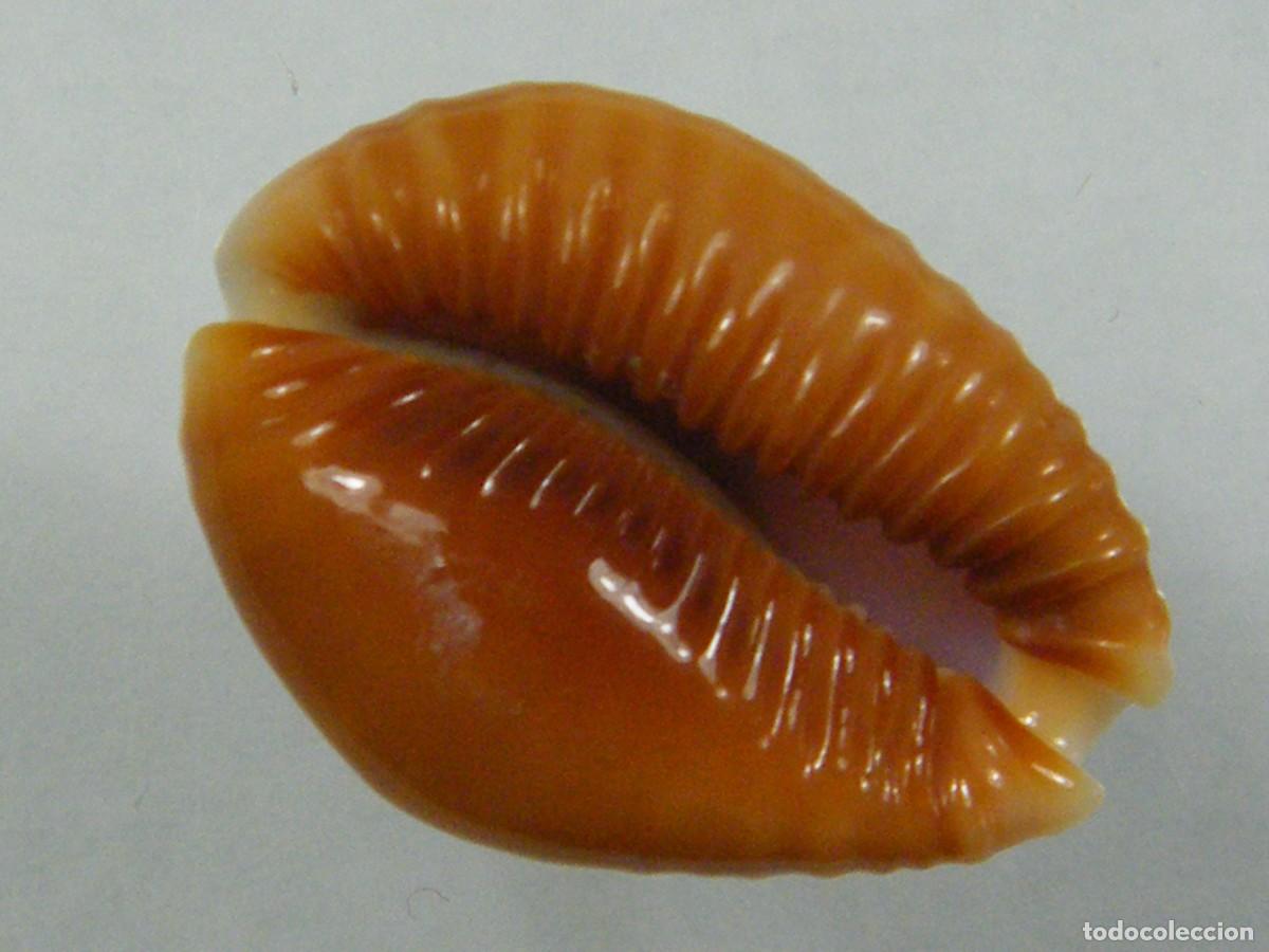 Coleccionismo de moluscos: #34154 Cypraea bellatrix. Islas Marquesas. - Foto 3