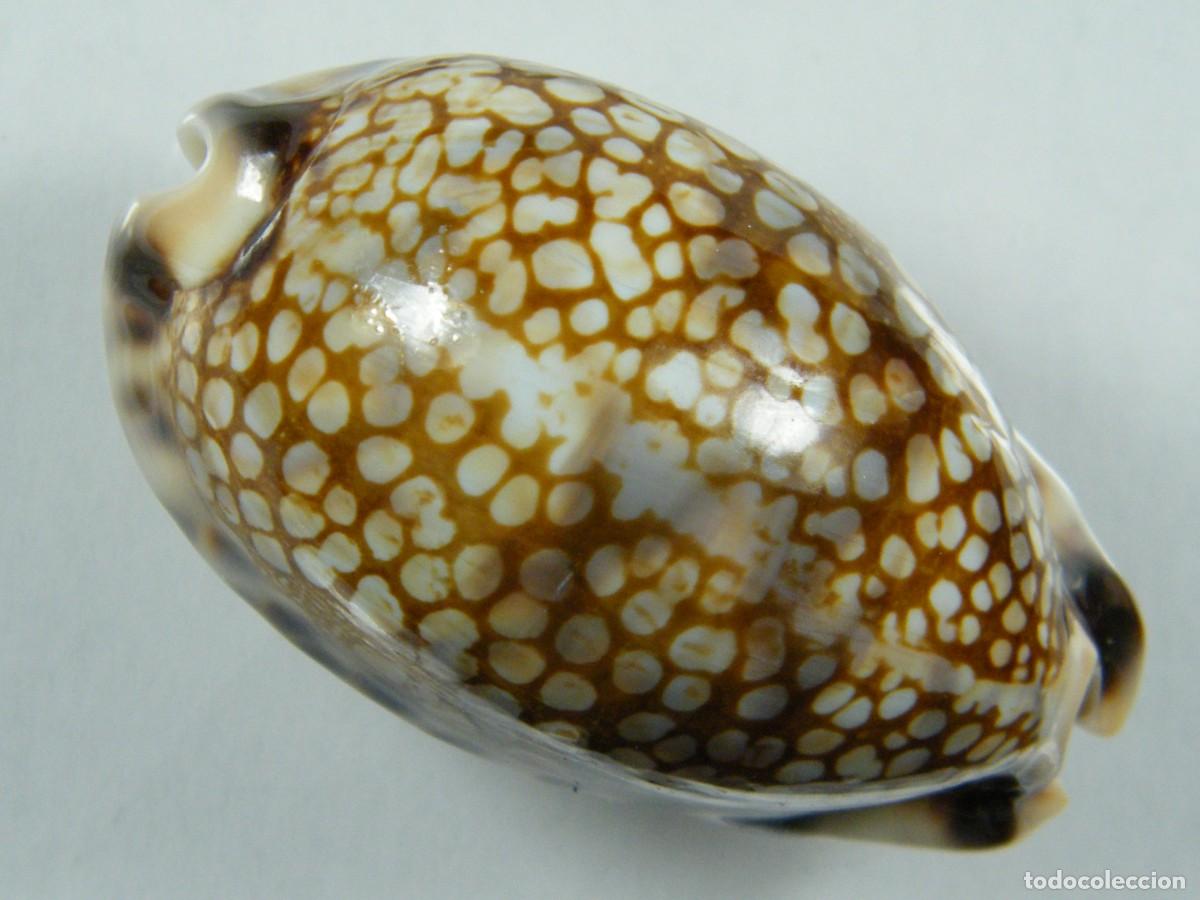Coleccionismo de moluscos: #35078 Cypraea histrio, Madagascar. - Foto 1