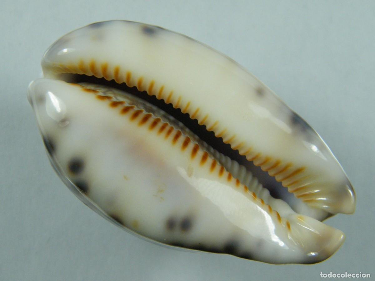 Coleccionismo de moluscos: #35078 Cypraea histrio, Madagascar. - Foto 2