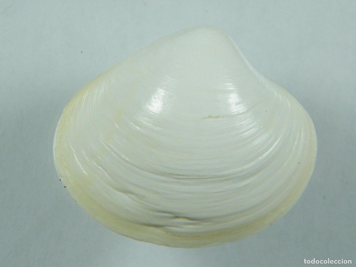 Coleccionismo de moluscos: #35074 Pitar affinis, Australia. - Foto 1
