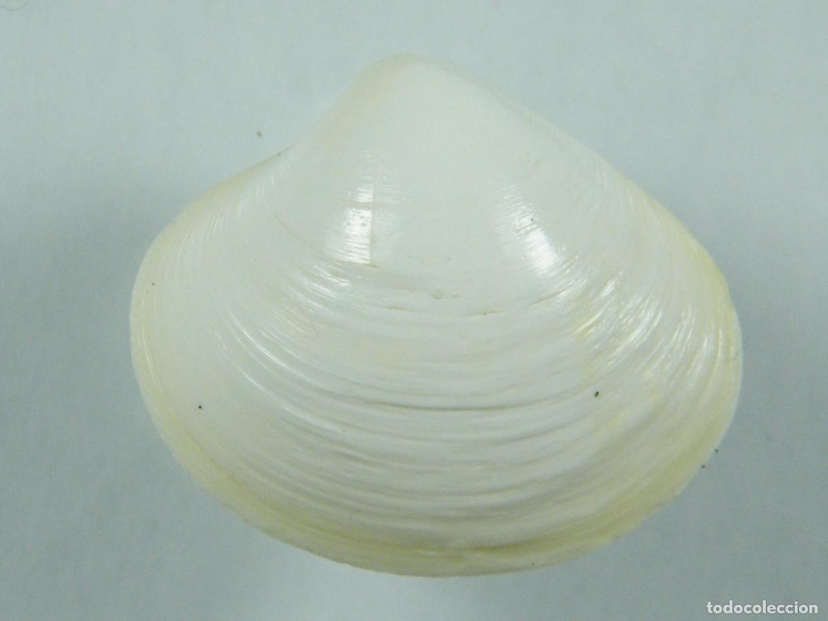 Coleccionismo de moluscos: #35074 Pitar affinis, Australia. - Foto 2