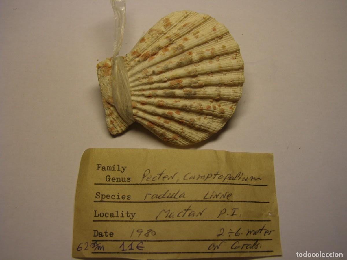 Coleccionismo de moluscos: Bivalvo shell pecten radula. Mactan. - Foto 1