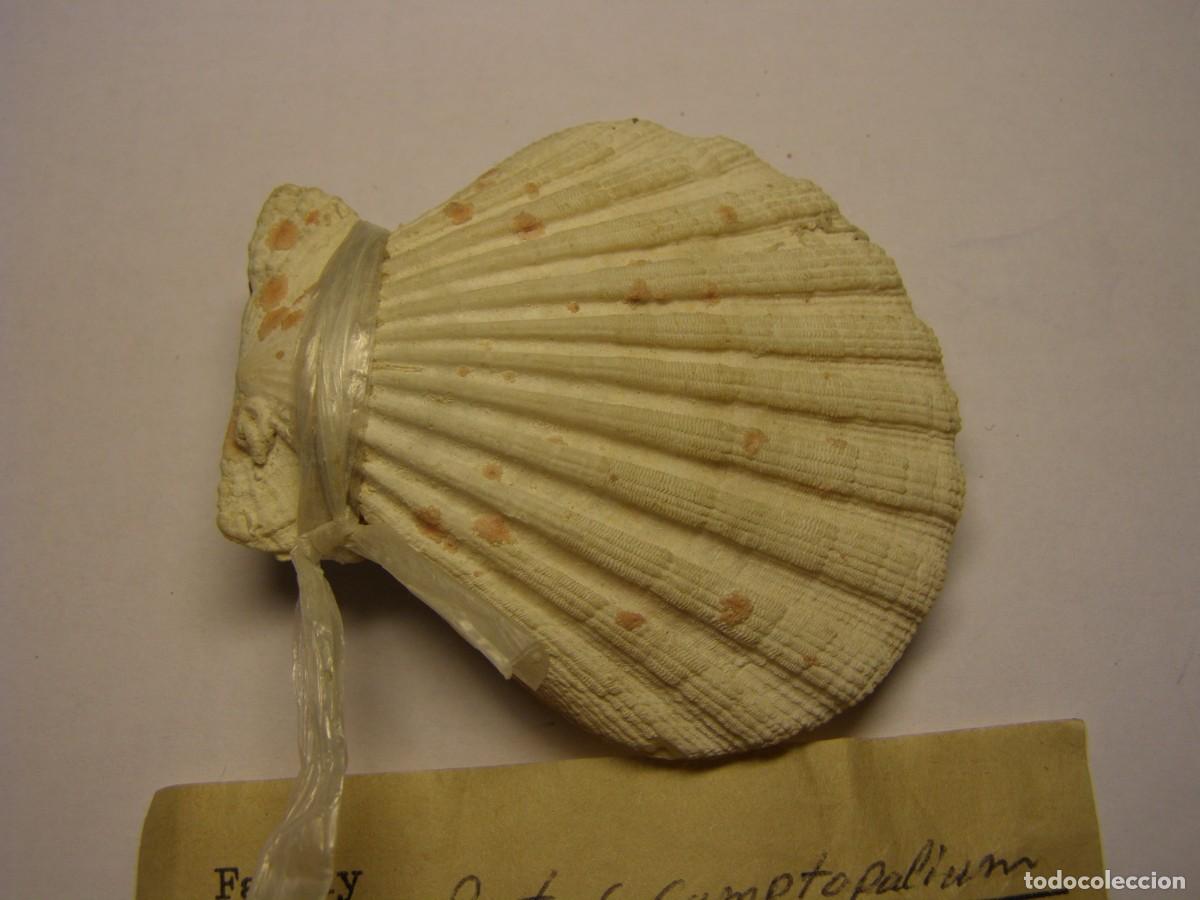 Coleccionismo de moluscos: Bivalvo shell pecten radula. Mactan. - Foto 2