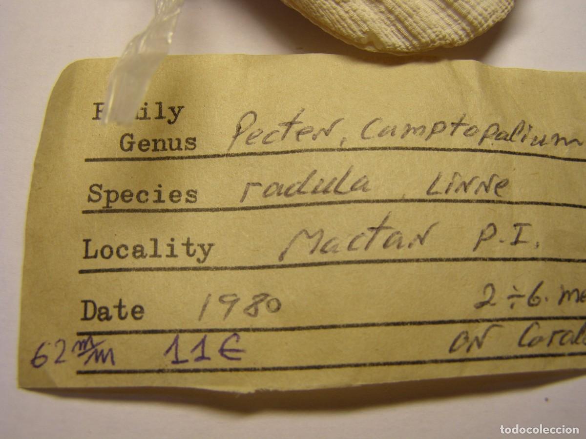 Coleccionismo de moluscos: Bivalvo shell pecten radula. Mactan. - Foto 3