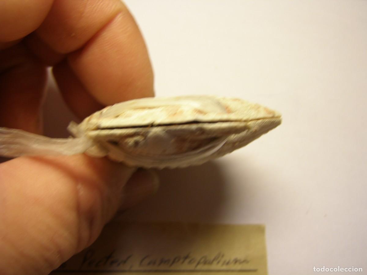 Coleccionismo de moluscos: Bivalvo shell pecten radula. Mactan. - Foto 4