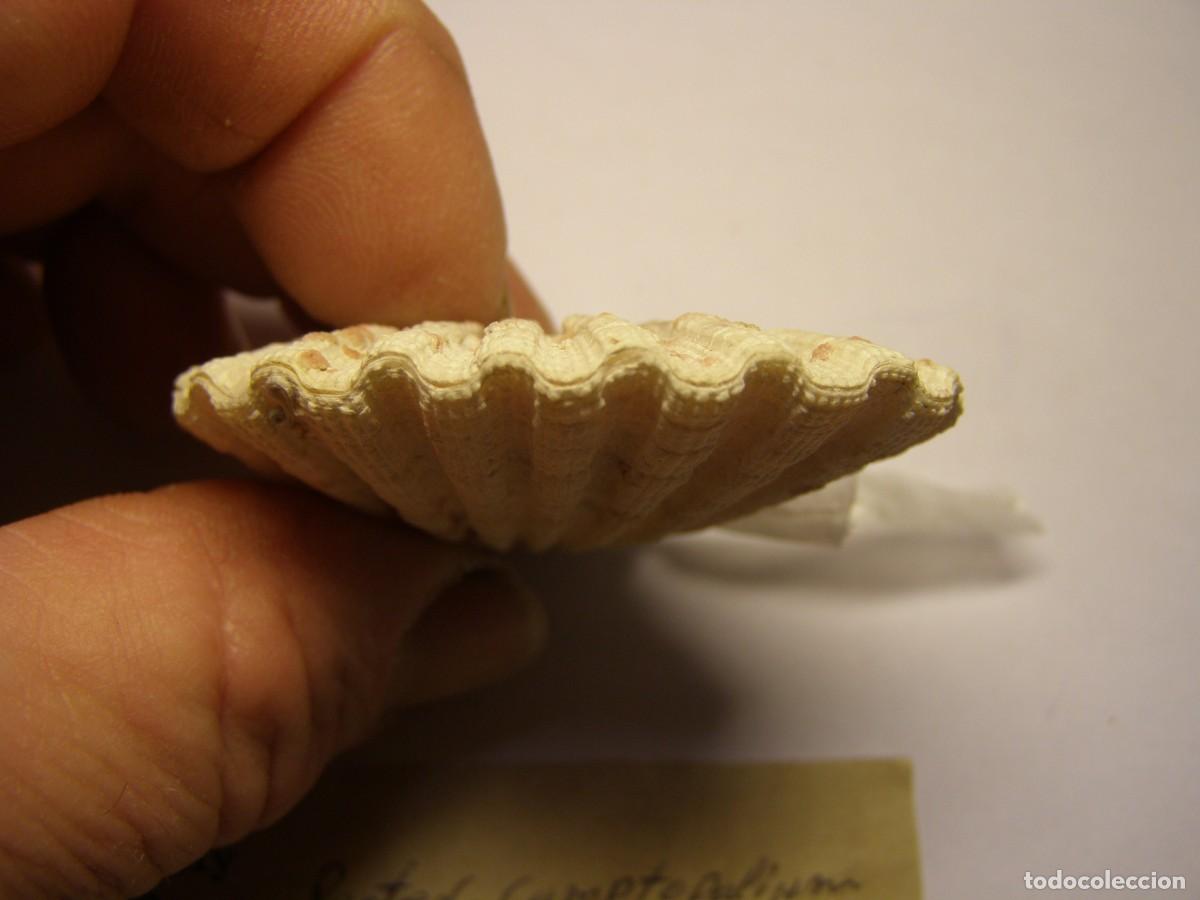 Coleccionismo de moluscos: Bivalvo shell pecten radula. Mactan. - Foto 5