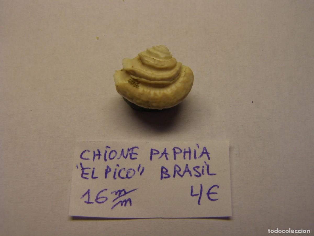 Coleccionismo de moluscos: Bivalvo shell chione paphia. Brasil. - Foto 1