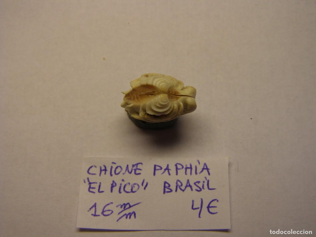 Coleccionismo de moluscos: Bivalvo shell chione paphia. Brasil. - Foto 2