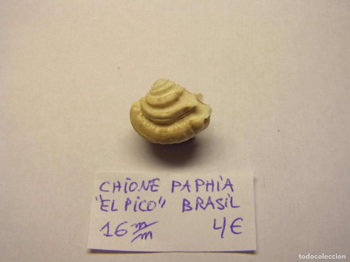 Coleccionismo de moluscos: Bivalvo shell chione paphia. Brasil. - Foto 3