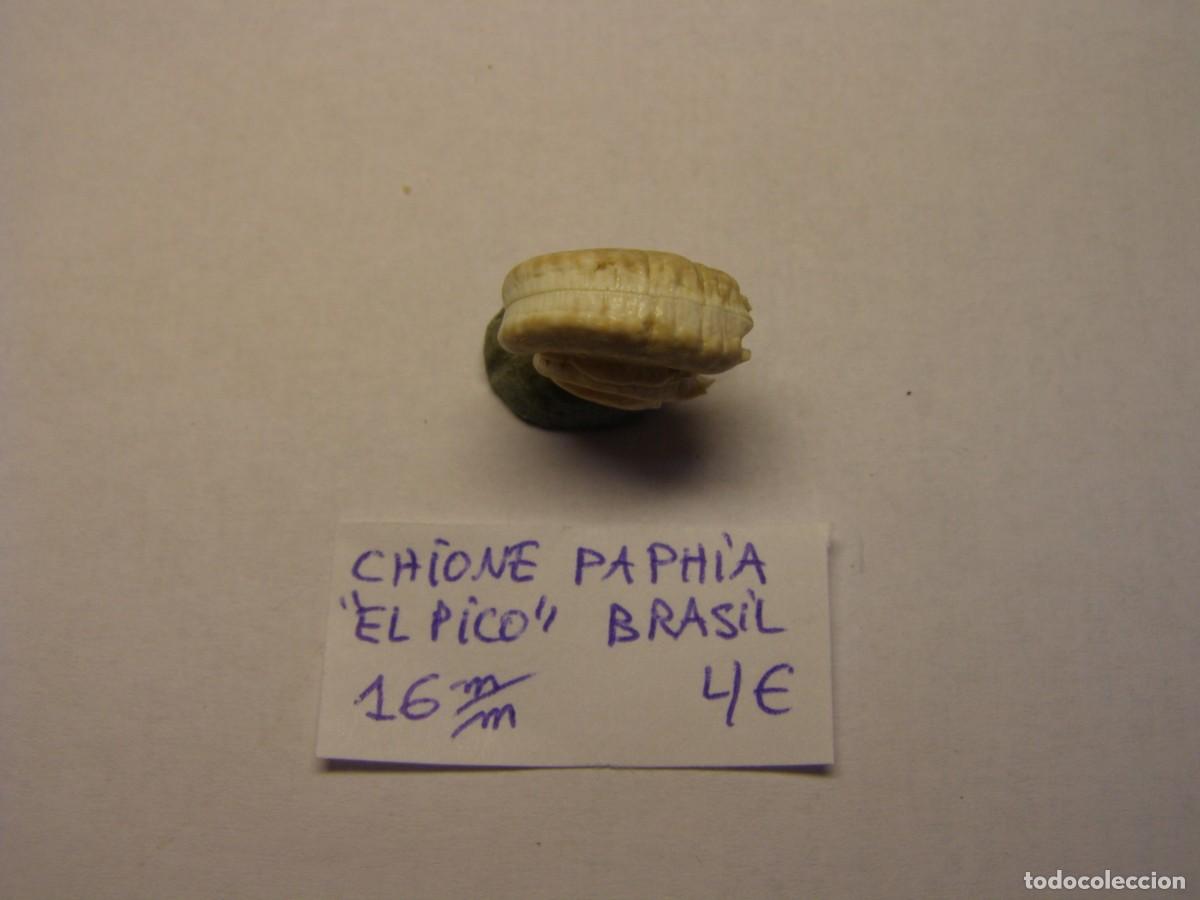 Coleccionismo de moluscos: Bivalvo shell chione paphia. Brasil. - Foto 4