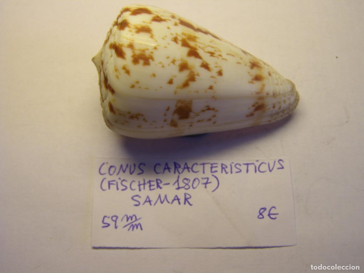 Coleccionismo de moluscos: Caracol snail shell conus caracteristicus. Samar. - Foto 1