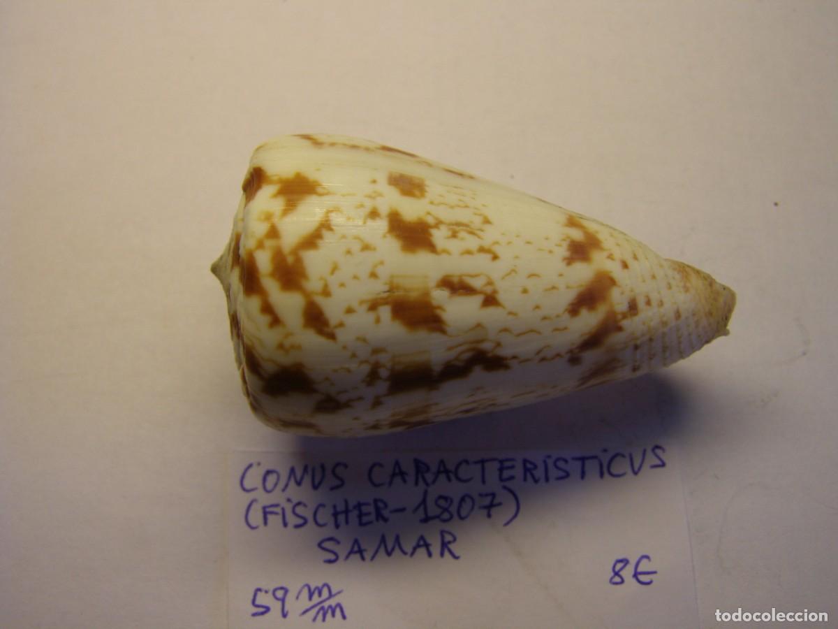 Coleccionismo de moluscos: Caracol snail shell conus caracteristicus. Samar. - Foto 2