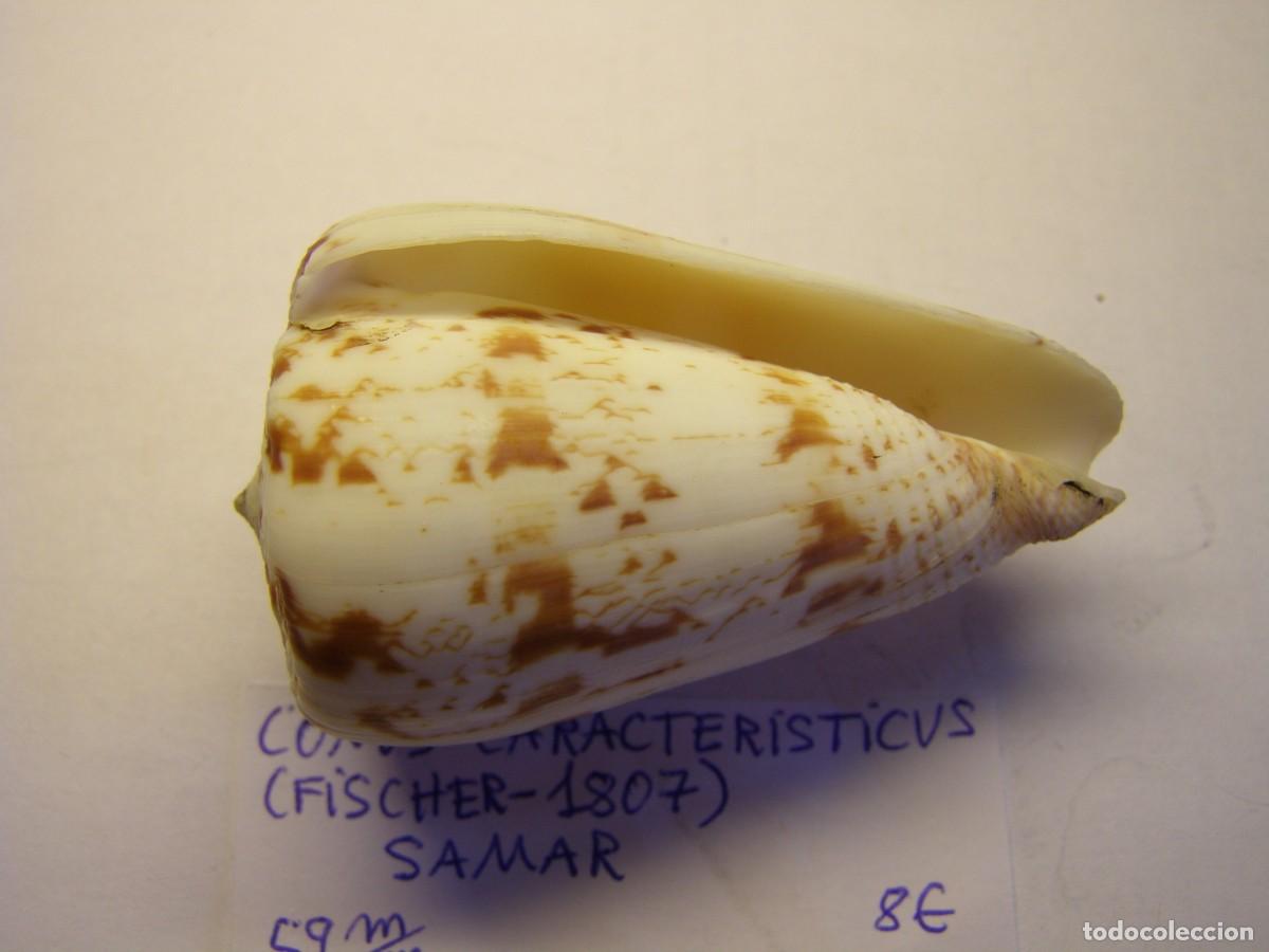 Coleccionismo de moluscos: Caracol snail shell conus caracteristicus. Samar. - Foto 3