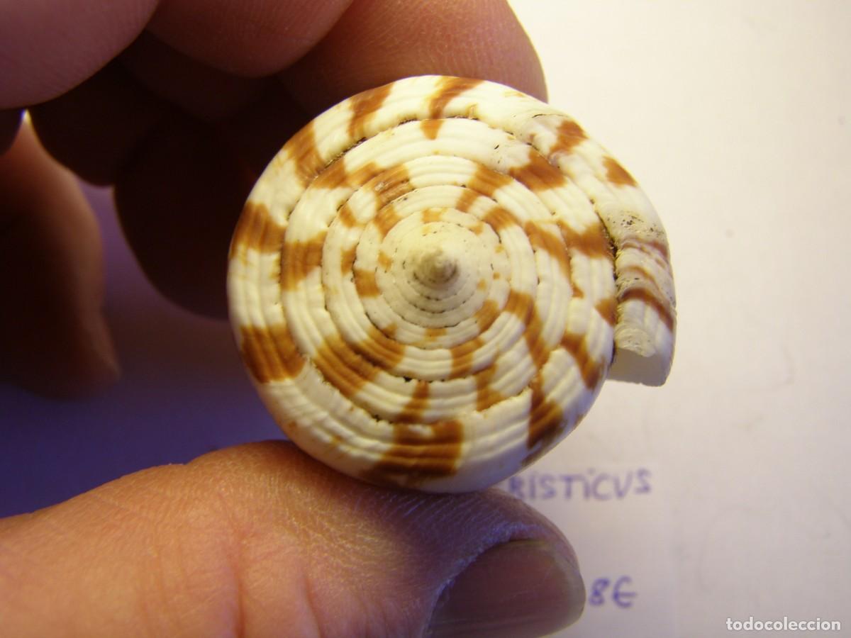 Coleccionismo de moluscos: Caracol snail shell conus caracteristicus. Samar. - Foto 4