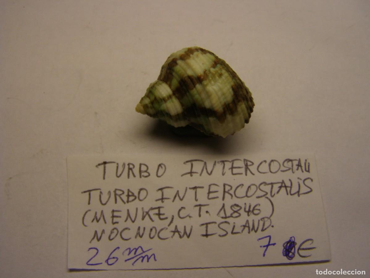 Coleccionismo de moluscos: Caracol snail shell turbo intercostalis. - Foto 1