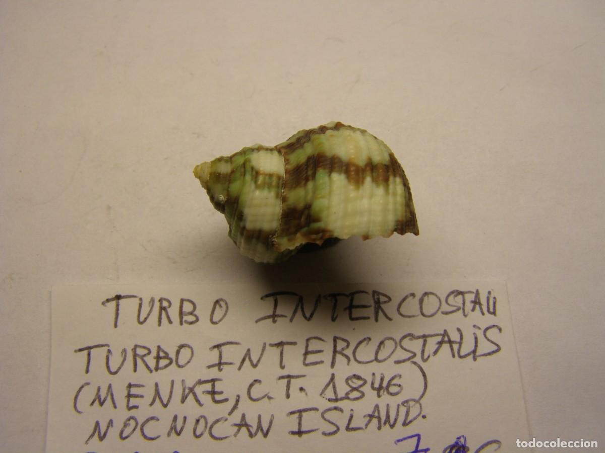 Coleccionismo de moluscos: Caracol snail shell turbo intercostalis. - Foto 2