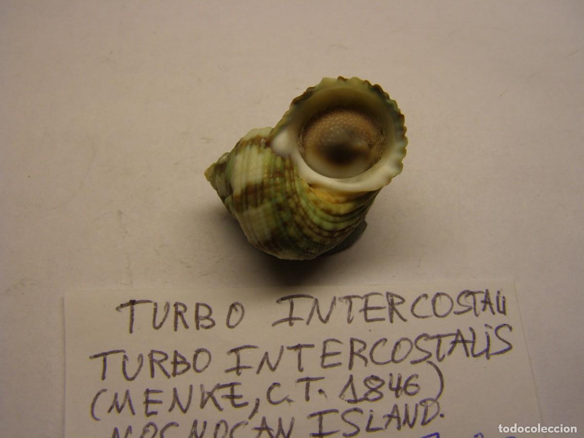 Coleccionismo de moluscos: Caracol snail shell turbo intercostalis. - Foto 3