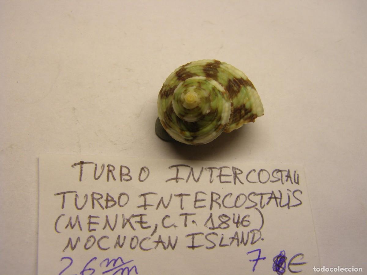 Coleccionismo de moluscos: Caracol snail shell turbo intercostalis. - Foto 4