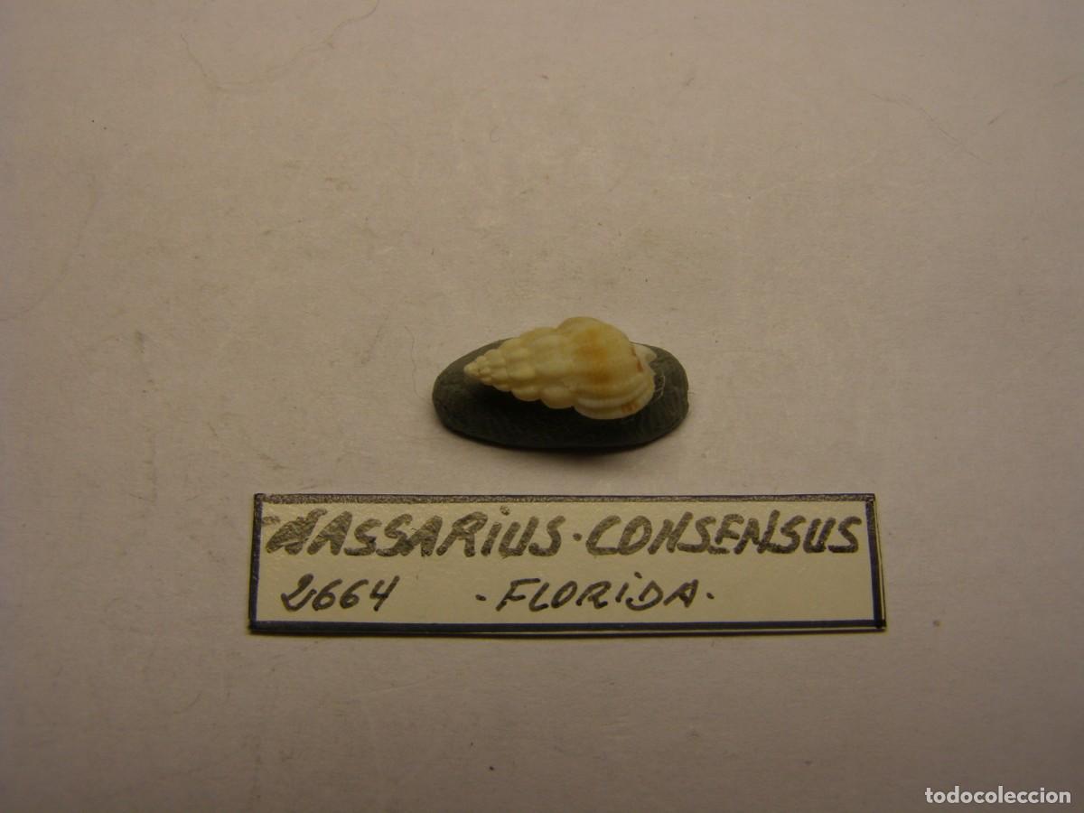 Coleccionismo de moluscos: Caracol snail shell nassarius consensus. Florida. - Foto 1