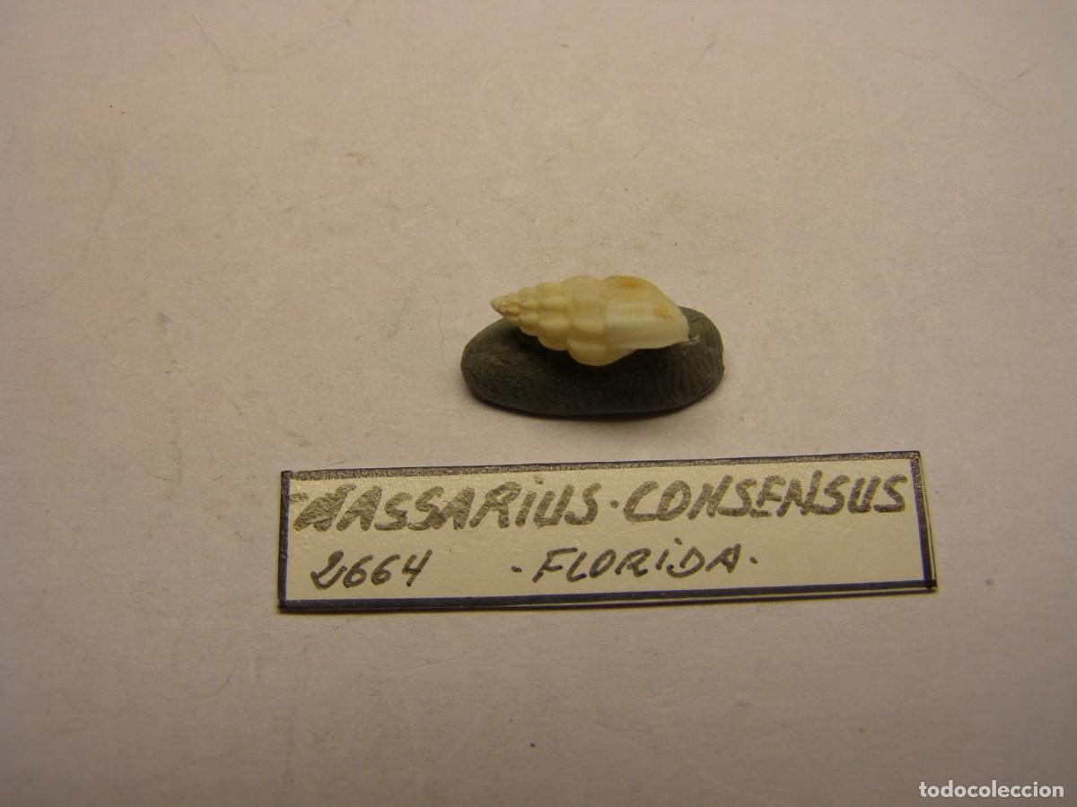 Coleccionismo de moluscos: Caracol snail shell nassarius consensus. Florida. - Foto 2