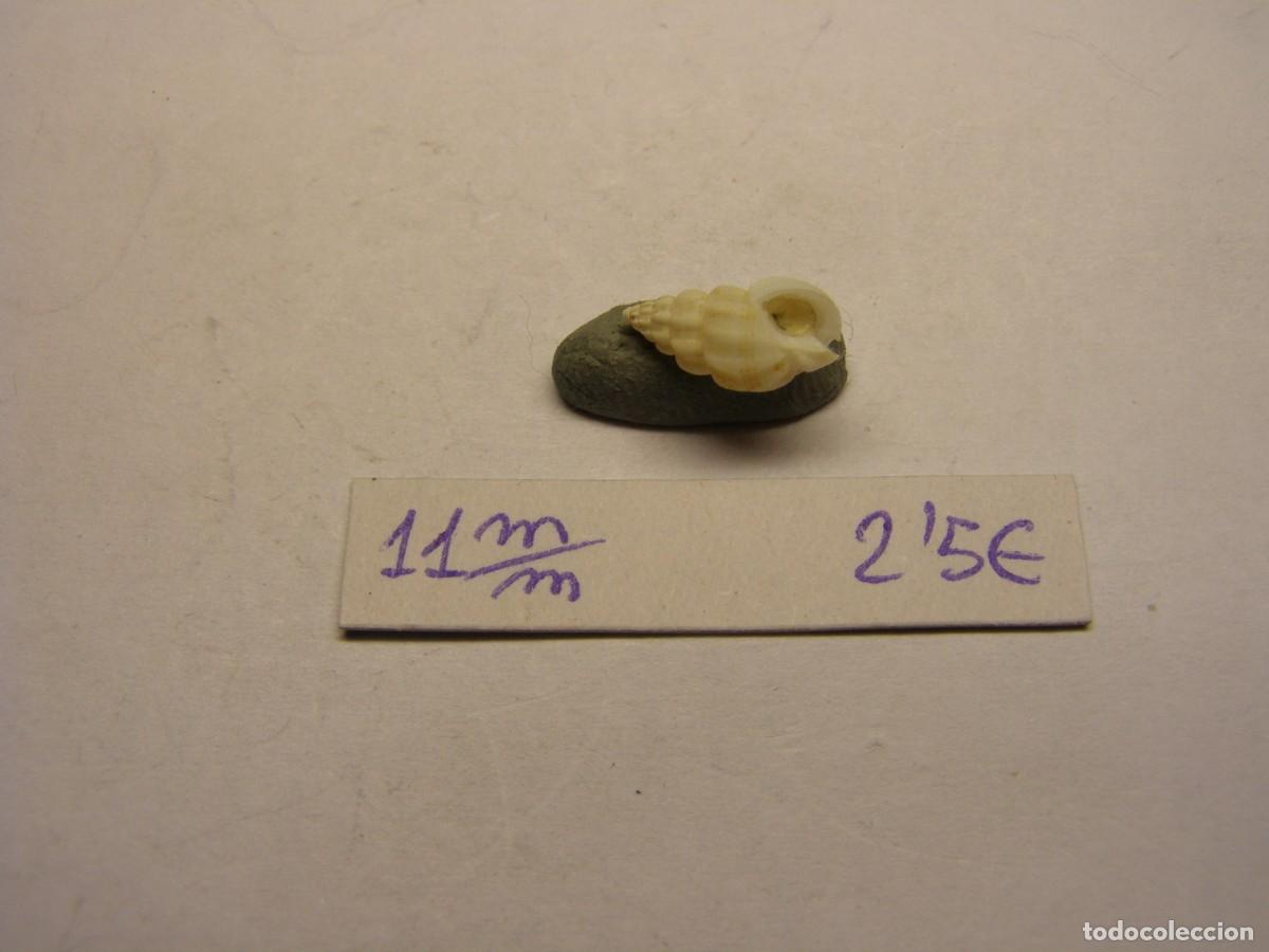 Coleccionismo de moluscos: Caracol snail shell nassarius consensus. Florida. - Foto 4