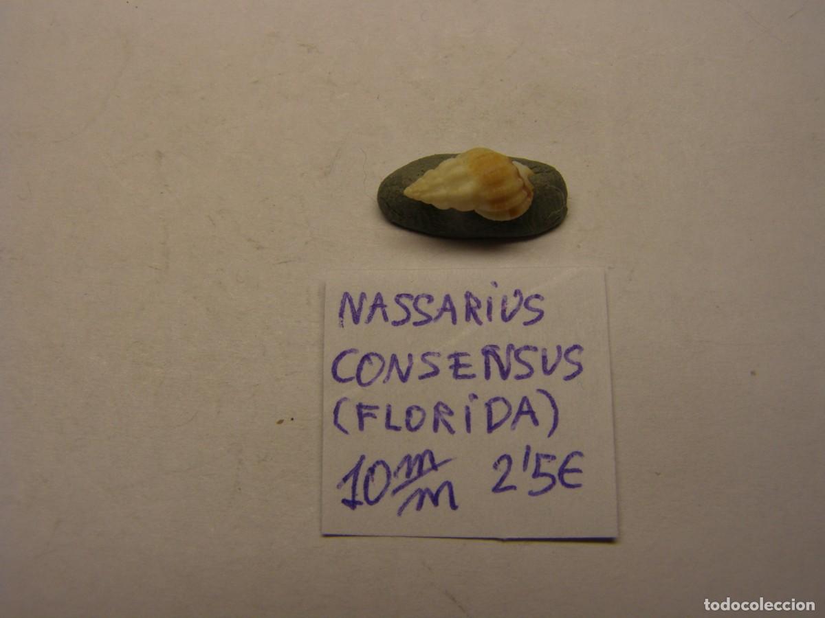 Coleccionismo de moluscos: Caracol snail shell nassarius consensus. Florida. - Foto 1