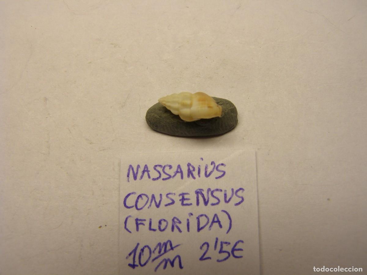 Coleccionismo de moluscos: Caracol snail shell nassarius consensus. Florida. - Foto 2