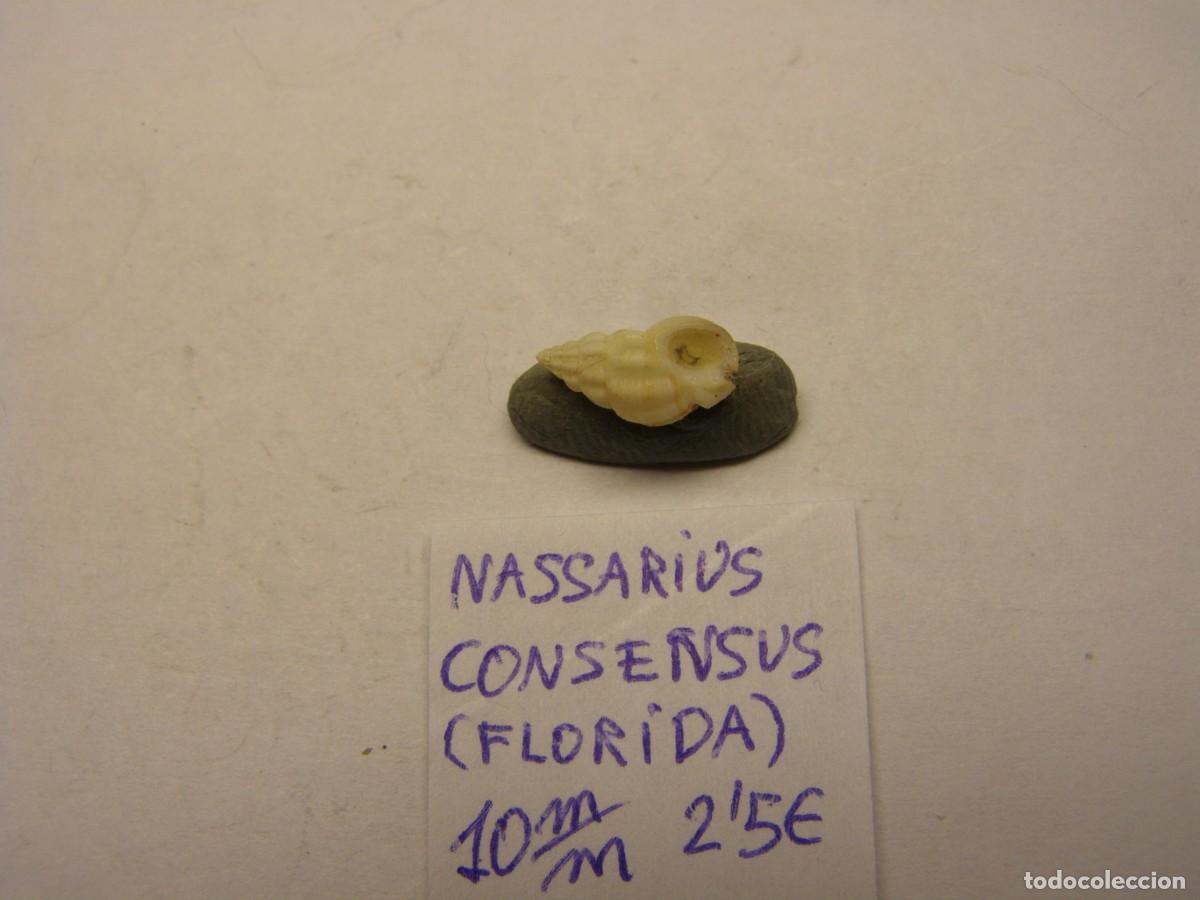 Coleccionismo de moluscos: Caracol snail shell nassarius consensus. Florida. - Foto 3