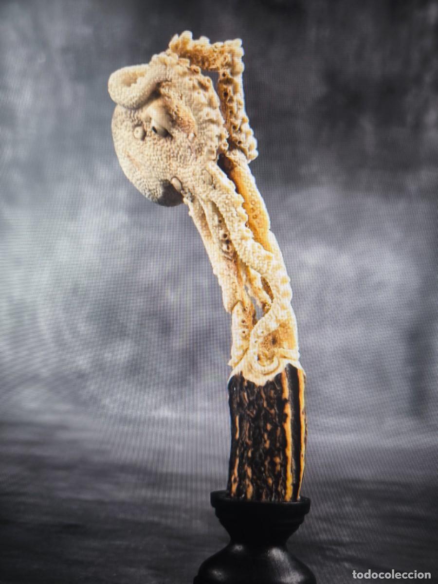 Coleccionismo de moluscos: Figura de cuerno de ciervo - Foto 6
