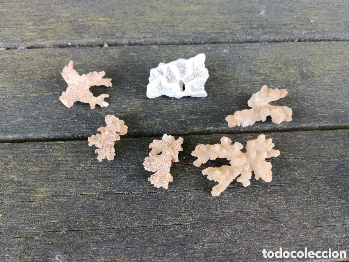Coleccionismo de moluscos: 6 PIEZAS VARIADAS DE CORAL. - Foto 2