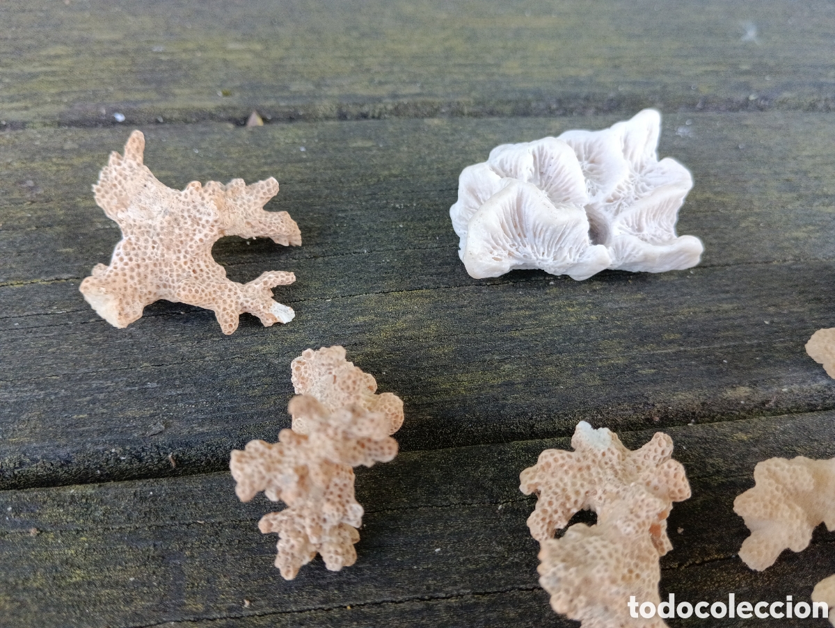 Coleccionismo de moluscos: 6 PIEZAS VARIADAS DE CORAL. - Foto 3