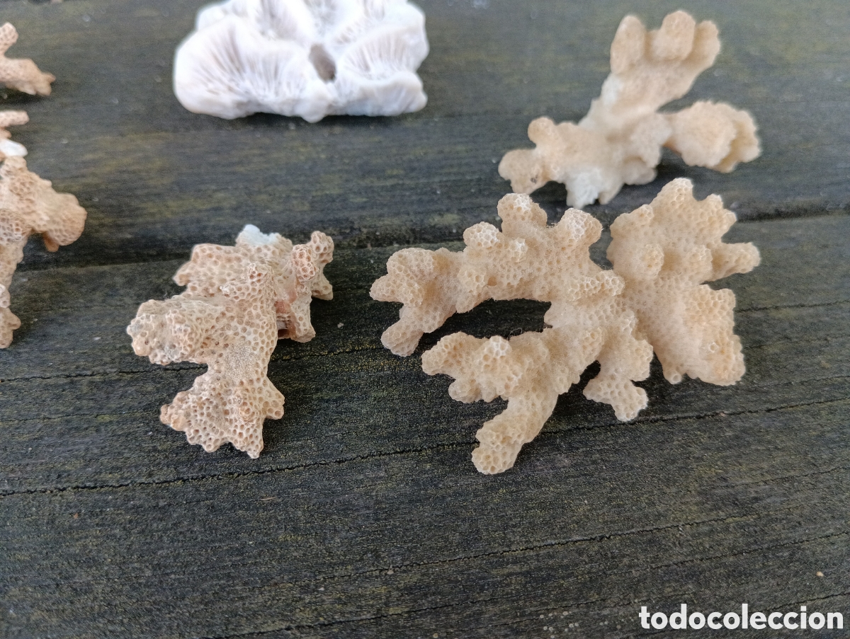 Coleccionismo de moluscos: 6 PIEZAS VARIADAS DE CORAL. - Foto 4
