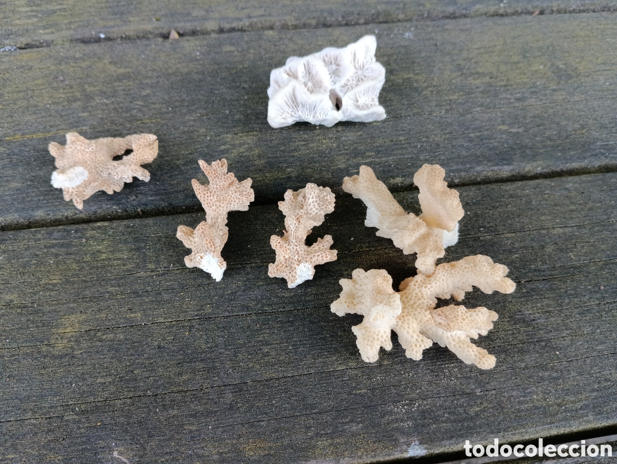 Coleccionismo de moluscos: 6 PIEZAS VARIADAS DE CORAL. - Foto 5