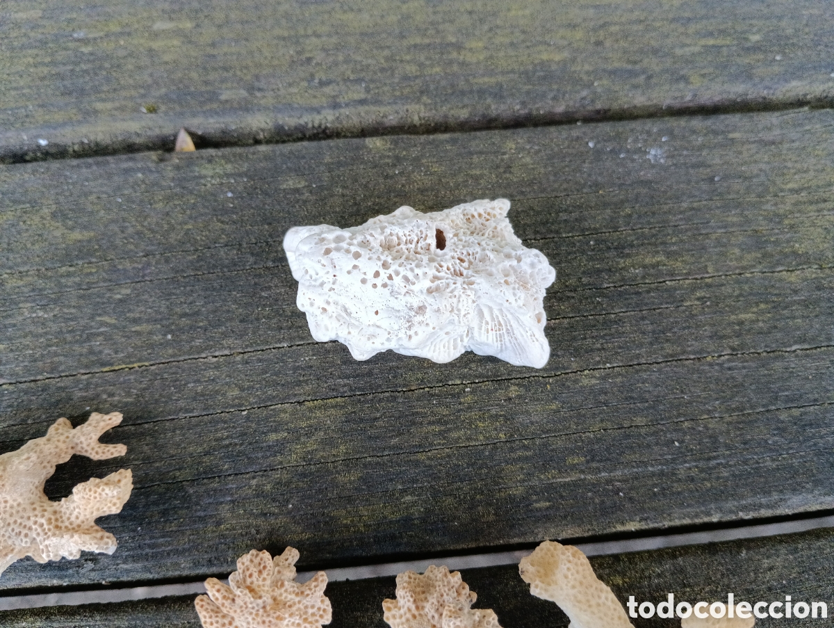 Coleccionismo de moluscos: 6 PIEZAS VARIADAS DE CORAL. - Foto 6