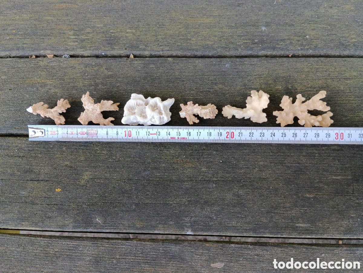 Coleccionismo de moluscos: 6 PIEZAS VARIADAS DE CORAL. - Foto 7