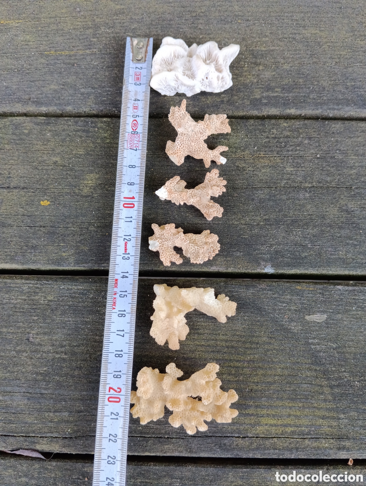 Coleccionismo de moluscos: 6 PIEZAS VARIADAS DE CORAL. - Foto 8