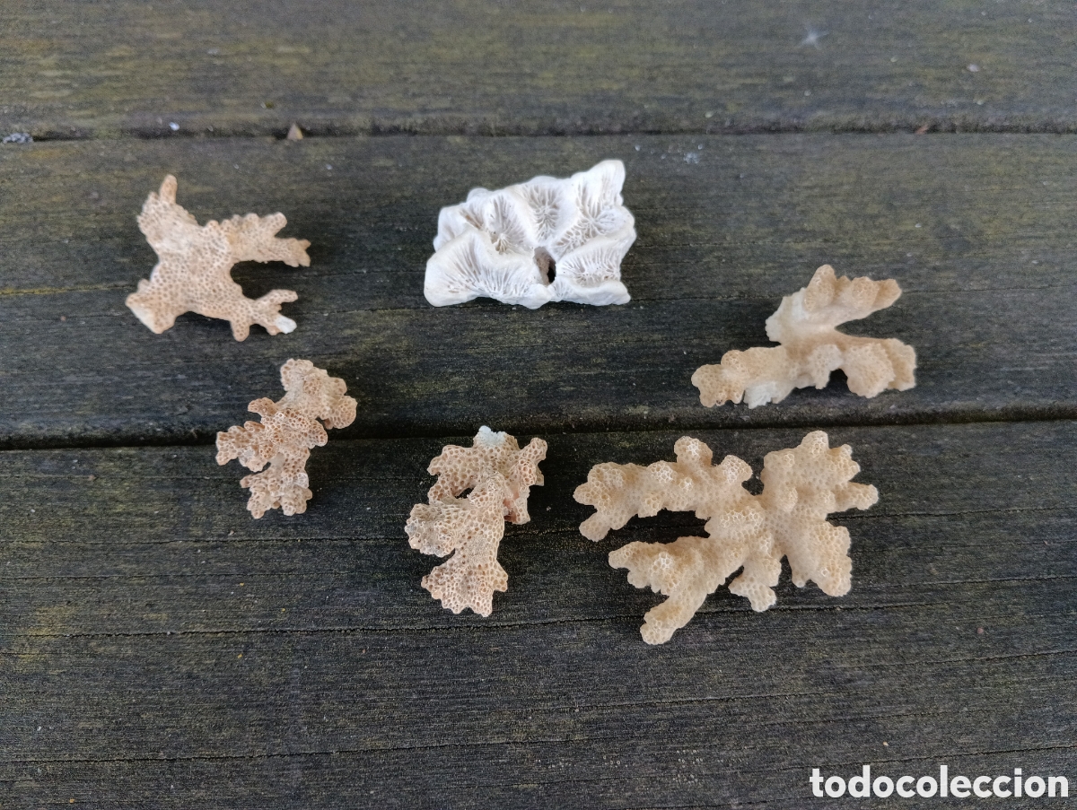 Coleccionismo de moluscos: 6 PIEZAS VARIADAS DE CORAL. - Foto 1