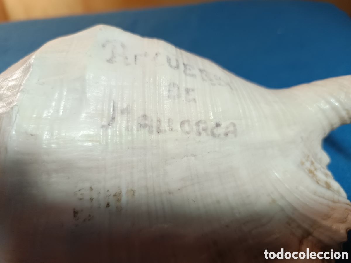 Coleccionismo de moluscos: Concha de ara&ntilde;a de mar (Lambis truncata) - Foto 2