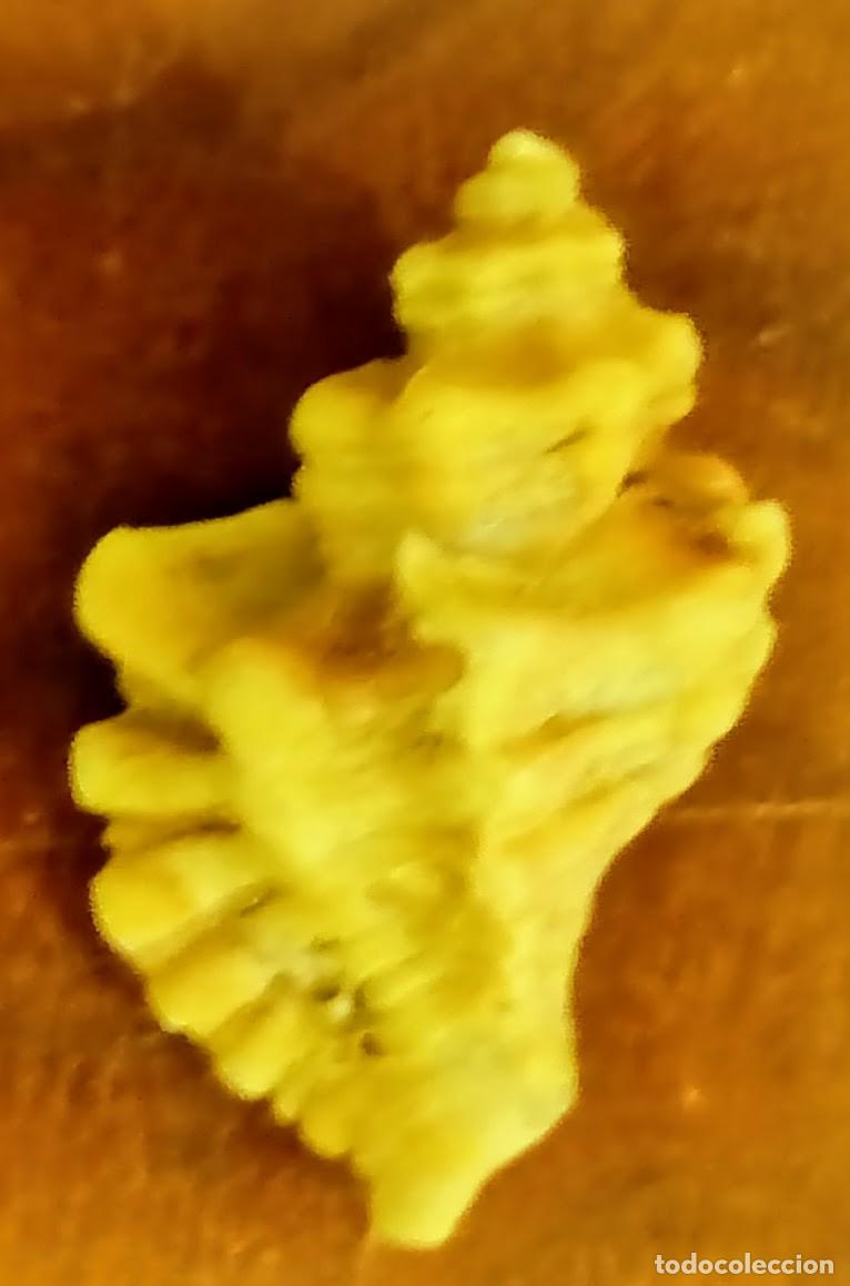 Coleccionismo de moluscos: CONCHA OCENEBRA ERINACEUS. 3.00 * 2.50 CMS. - Foto 1