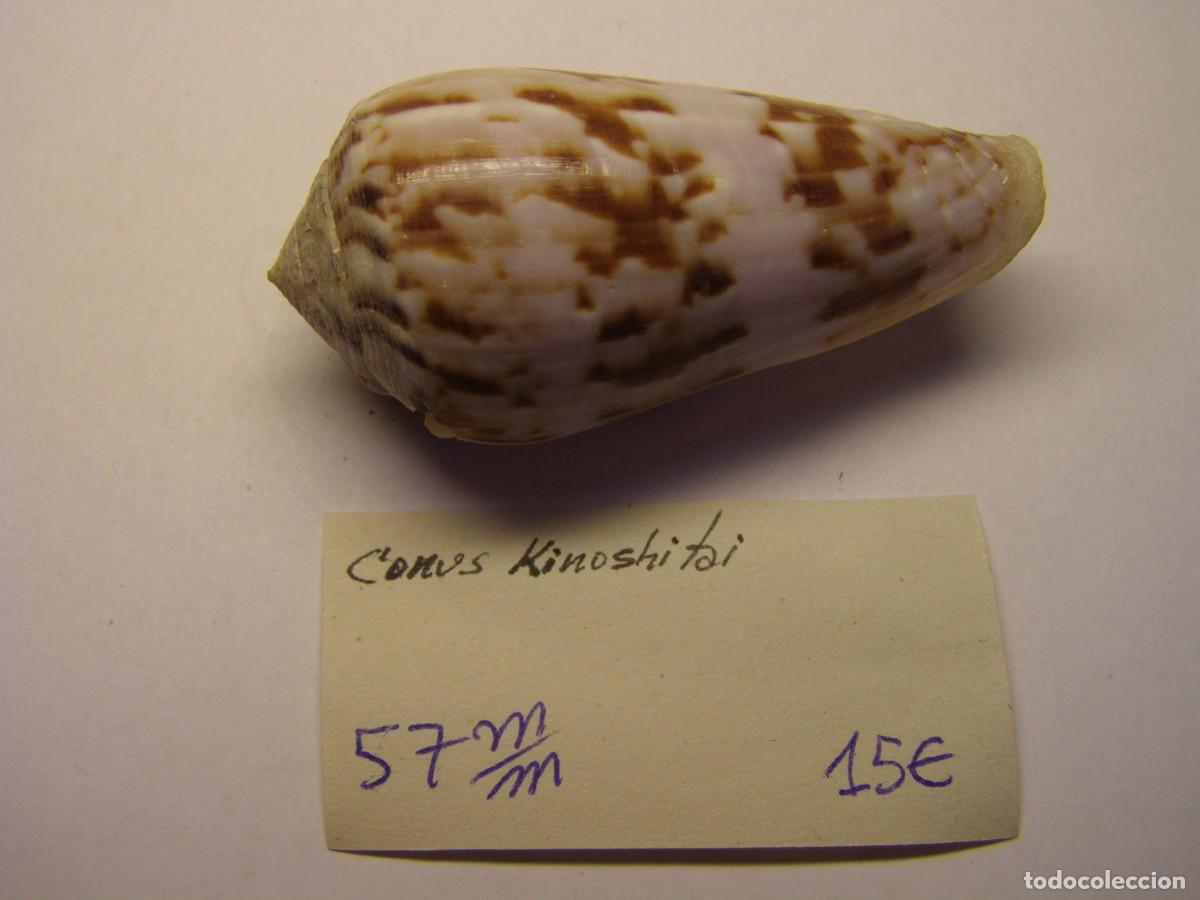 Coleccionismo de moluscos: Caracol snail shell conus kinoshitai. - Foto 1