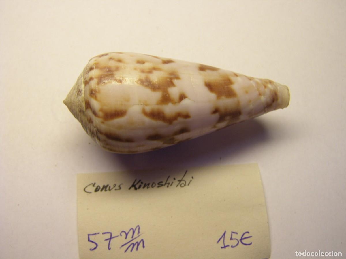 Coleccionismo de moluscos: Caracol snail shell conus kinoshitai. - Foto 2