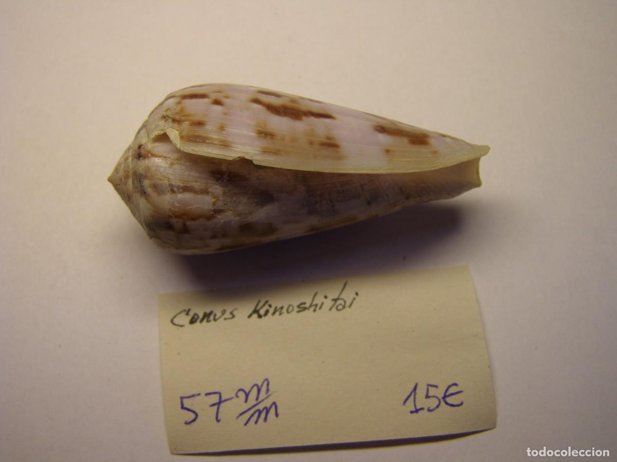 Coleccionismo de moluscos: Caracol snail shell conus kinoshitai. - Foto 3
