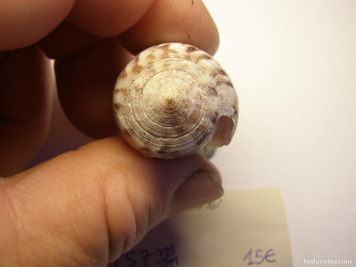 Coleccionismo de moluscos: Caracol snail shell conus kinoshitai. - Foto 4