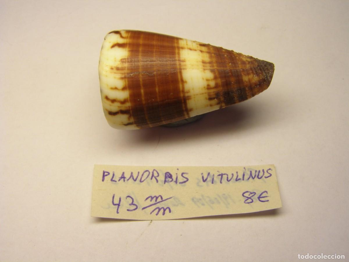 Coleccionismo de moluscos: Caracol snail shell conus planorbis vitulinus. - Foto 1
