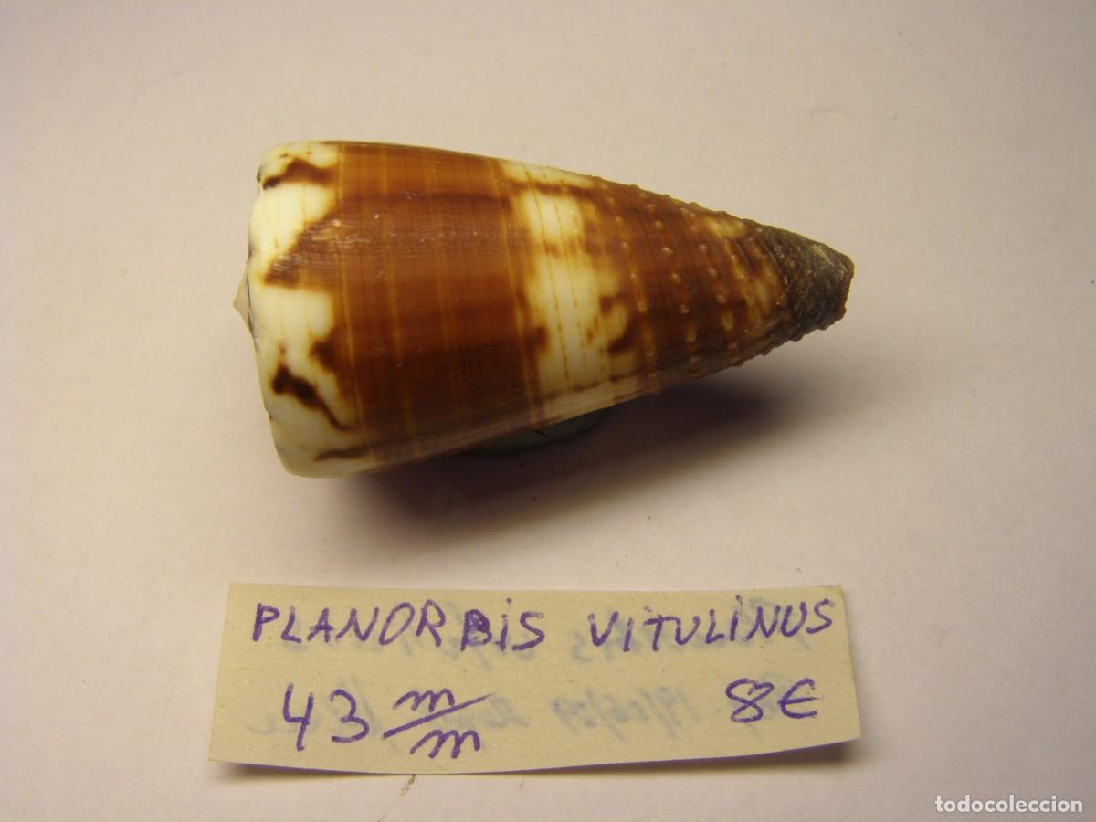 Coleccionismo de moluscos: Caracol snail shell conus planorbis vitulinus. - Foto 2