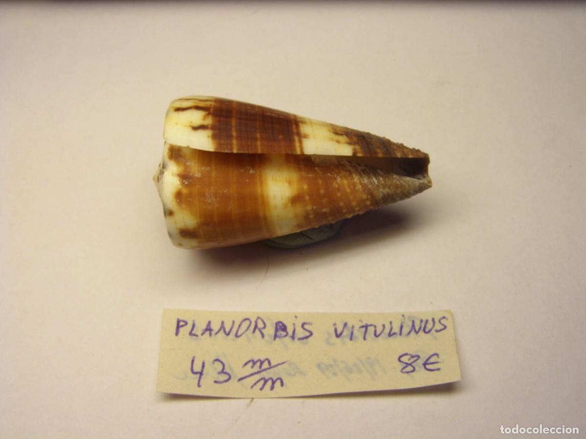 Coleccionismo de moluscos: Caracol snail shell conus planorbis vitulinus. - Foto 3