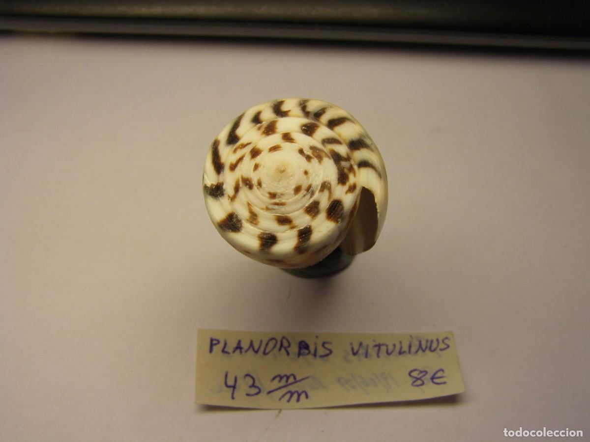 Coleccionismo de moluscos: Caracol snail shell conus planorbis vitulinus. - Foto 4